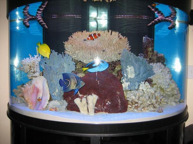 144 gallons saltwater fish tank (mostly fish, little/no live coral) - 144 gallon Oceanic half circle