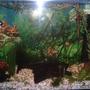 planted tank (mostly live plants and fish) - My 37 Gallon Planted Amazon