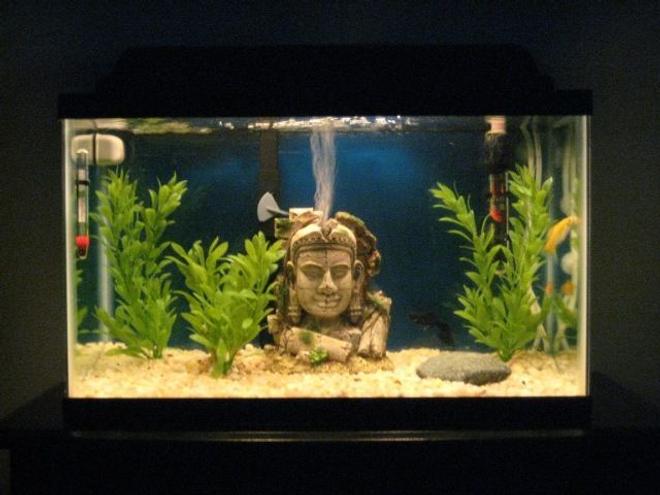 10 gallons freshwater fish tank (mostly fish and non-living decorations) - Inca Ruins Freshwater Tank