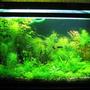 77 gallons planted tank (mostly live plants and fish) - 77 gallon , 2.5wpg, diy c02,