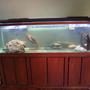 125 gallons freshwater fish tank (mostly fish and non-living decorations) - Redtail Catfish, Managuense, and Conkeli.
