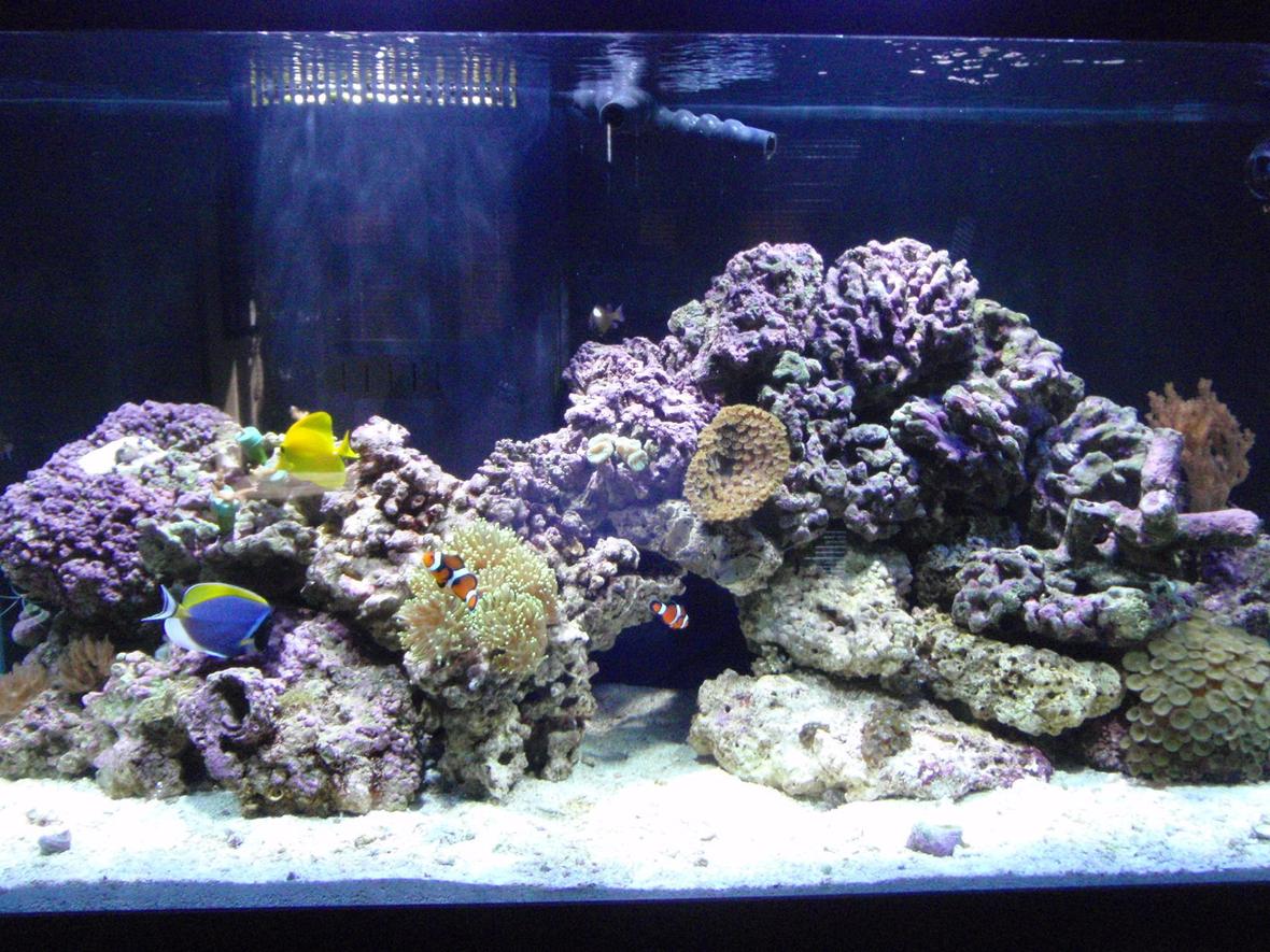 90 gallons reef tank (mostly live coral and fish) - Just setup 01/2009. Slowly adding corals...