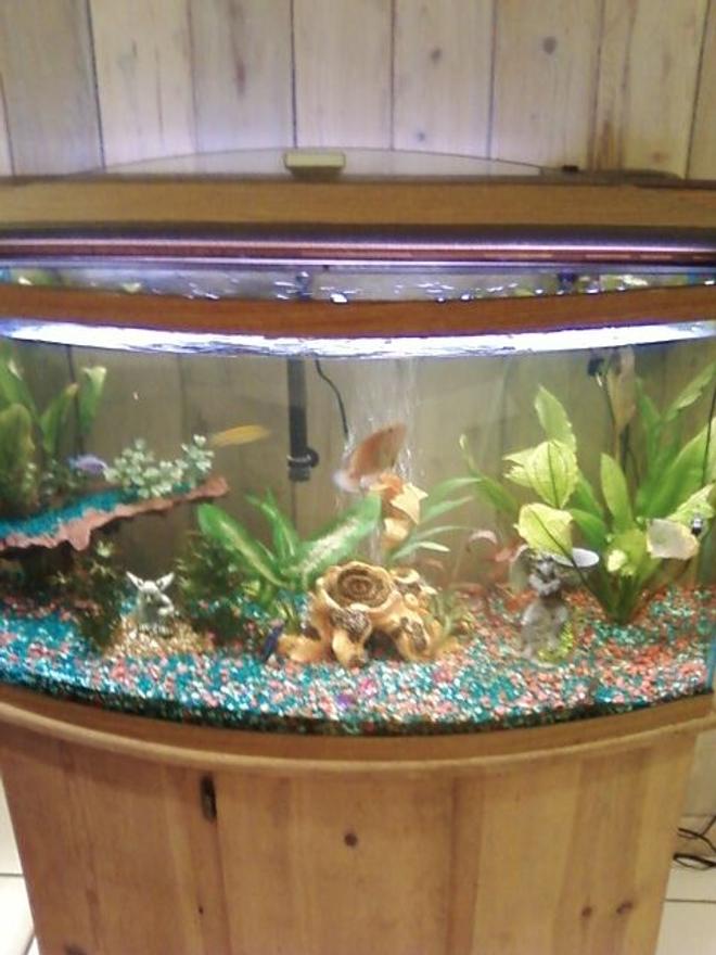 90 gallons freshwater fish tank (mostly fish and non-living decorations) - my moms tank