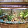90 gallons freshwater fish tank (mostly fish and non-living decorations) - my moms tank