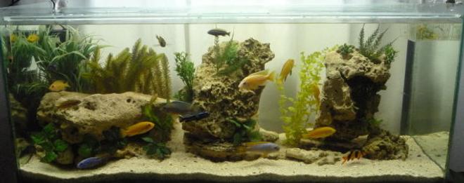 50 gallons freshwater fish tank (mostly fish and non-living decorations) - Malawi Tank
