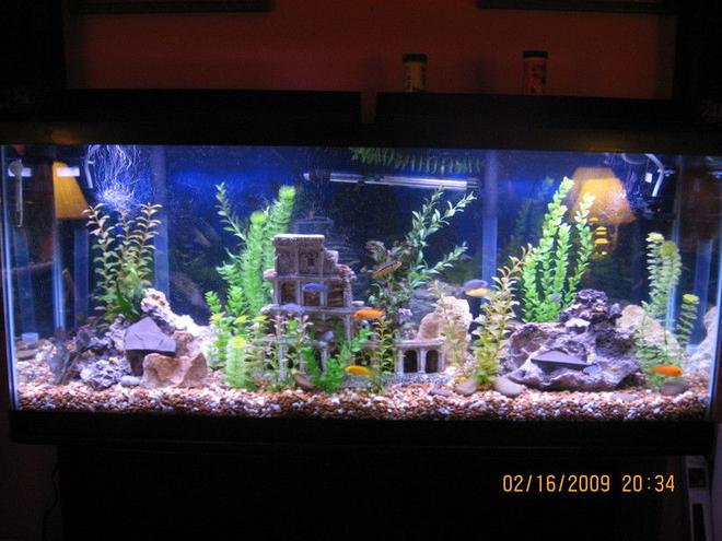 55 gallons freshwater fish tank (mostly fish and non-living decorations) - 55 gallon mixed malawi cichlids