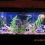55 gallons freshwater fish tank (mostly fish and non-living decorations) - 55 gallon mixed malawi cichlids