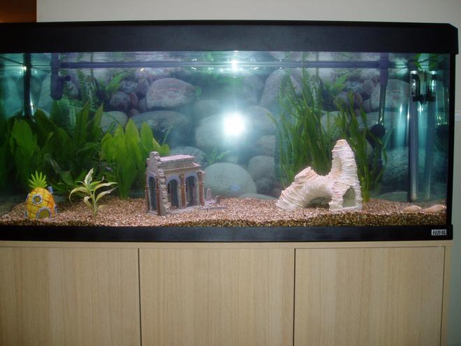 240 gallons planted tank (mostly live plants and fish) - First decent sized tank had a tiny tank before this.  Just got a few plants and some small fish,,,