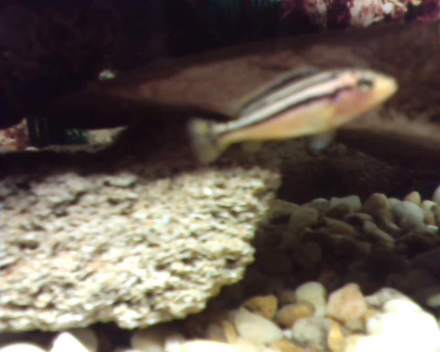 Rated #273: Freshwater Fish - Melanochromis Auratus - Auratus Cichlid - auratus
