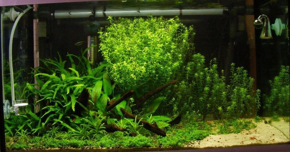 15 gallons planted tank (mostly live plants and fish) - 60 x 30 x 30cm - 60l/ 15g - 36w PC T5 (2.7wpg) - 3ml tropica plant nutrition+ daily - pressurized CO2 via 2kg cannister (35ppm) - fluval 205 external