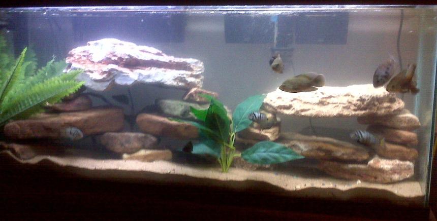 Rated #2597: 55 Gallons Freshwater Fish Tank - my cichlid tank; right now has 2 oscars, 4 convicts, 2 jack dempsey, 2 rainbow shark and an algae eater