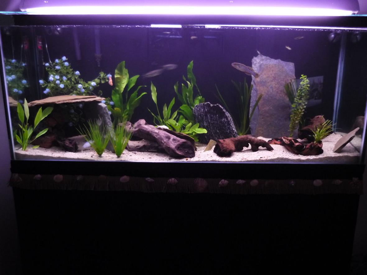 66 gallons planted tank (mostly live plants and fish) - 66g Community tank! 1 purple spot gudgeon, 1 banded leponius, 4 giant danios, 2 aquatic crabs, 1 P. Socolofi, 1 golden clawed frog, random tetras and danios oh and a feather fin and a pleco.