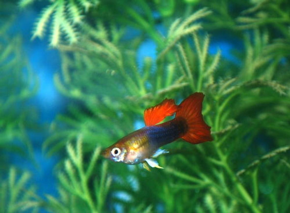 freshwater fish - poecilia reticulata - orange sunshine guppy stocking in 29 gallons tank - my first tank