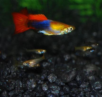 freshwater fish - poecilia reticulata - orange sunshine guppy stocking in 29 gallons tank - Guppy