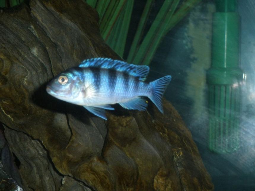 Rated #1078: Freshwater Fish - Metriaclima Lombardoi - Kenyi Cichlid Stocking In 120 Gallons Tank - Moori