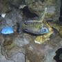 freshwater fish - nimbochromis venustus - venustus cichlid stocking in 120 gallons tank - Venustus
