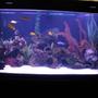 120 gallons freshwater fish tank (mostly fish and non-living decorations) - 120gl 16 malawi cichlids