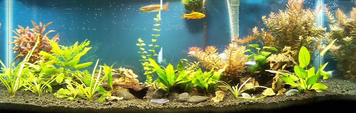 20 gallons planted tank (mostly live plants and fish) - 20 Gallon Long, 4*23 watt CFL Daylight bulbs