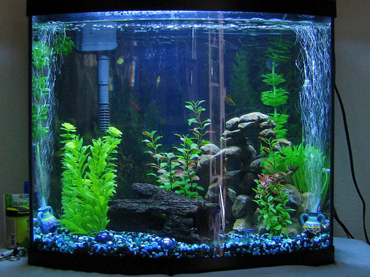 28 gallons freshwater fish tank (mostly fish and non-living decorations) - 28 Gal Bowfront with artificial plants (for now!)....You can even see one of my Oto's on the glass...haha.