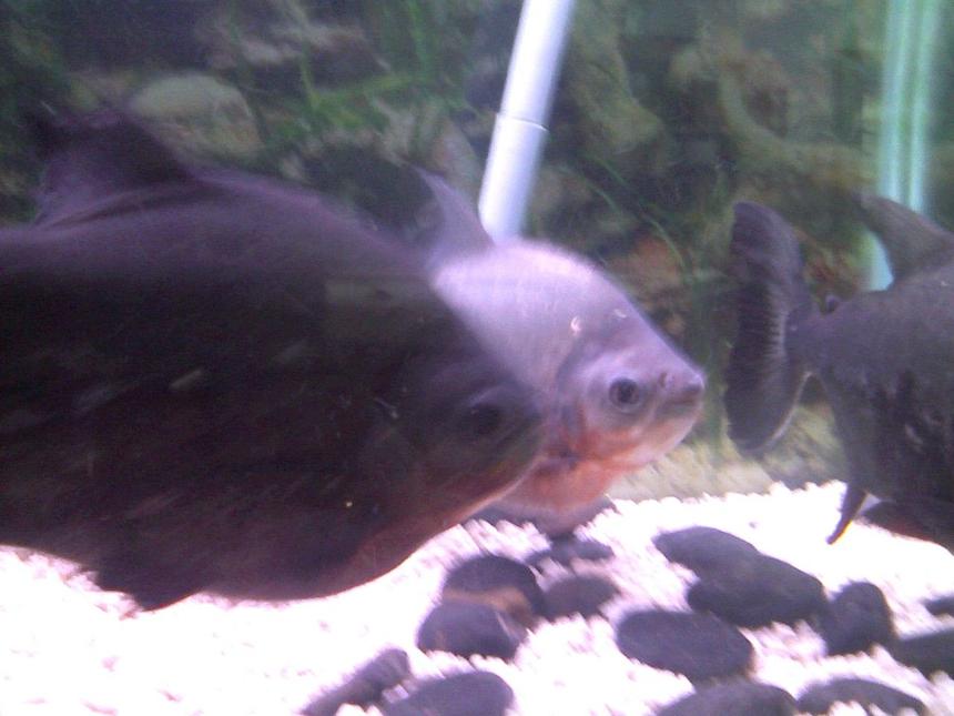 Rated #222: Freshwater Fish - Pygocentrus Nattereri - Redbellied Pirhana Stocking In 75 Gallons Tank - my old piranhas