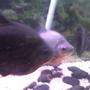freshwater fish - pygocentrus nattereri - redbellied pirhana stocking in 75 gallons tank - my old piranhas