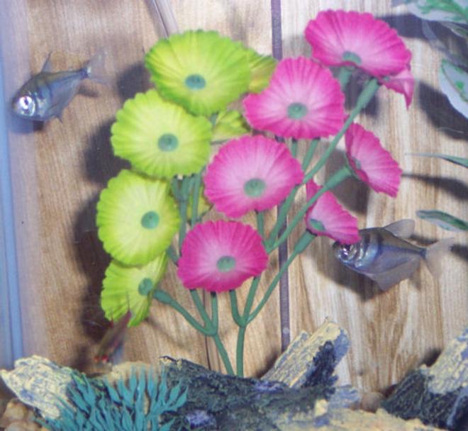 freshwater fish - gymnocorymbus sp. - black skirt tetra stocking in 38 gallons tank - My two newest fish 2 black skirt tetra their names are nick and dime.