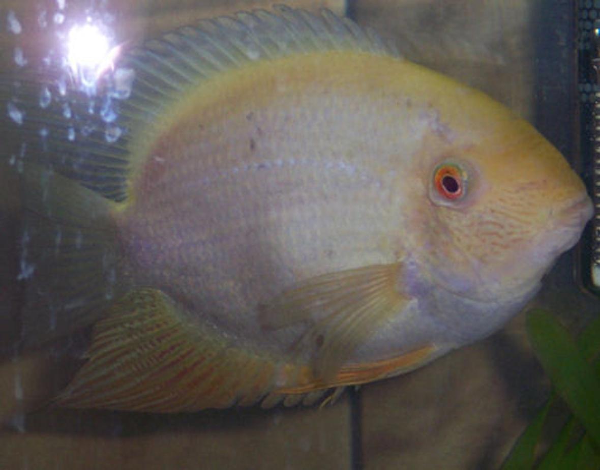 freshwater fish - heros serverus - gold severum stocking in 38 gallons tank - ol yeller my texas Cichlid