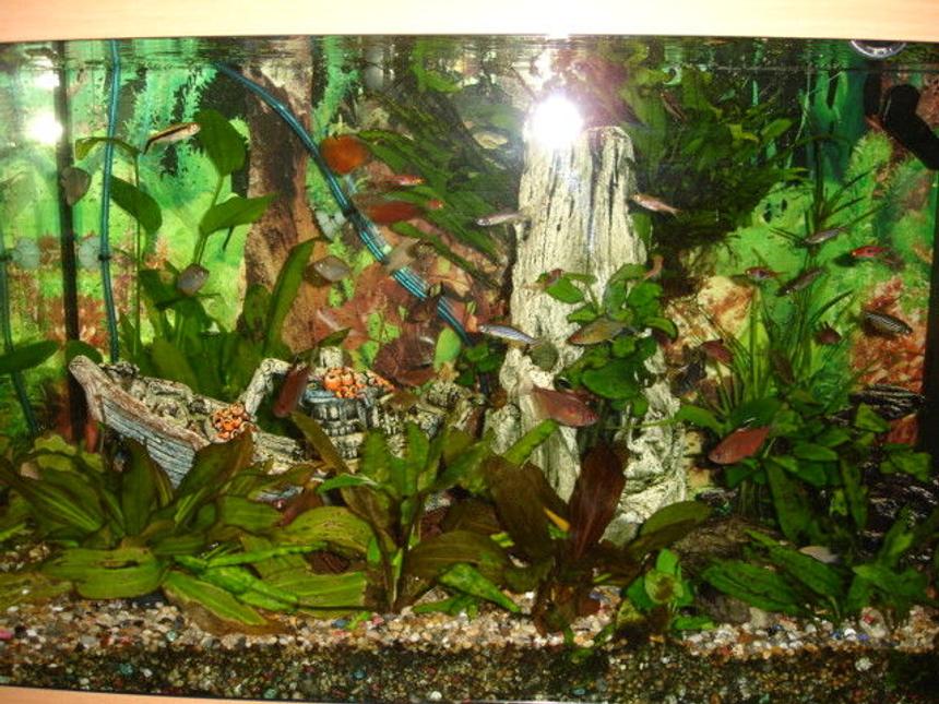 Rated #208: 30 Gallons Planted Tank - tank established for two years now. we also have marine lights in the tank which come on in the evening creating a wonderful effect.