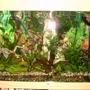fish tank picture - slightly further back view of tank