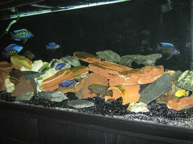 125 gallons freshwater fish tank (mostly fish and non-living decorations) - 125 gallon cichlids tanks