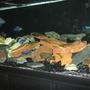125 gallons freshwater fish tank (mostly fish and non-living decorations) - 125 gallon cichlids tanks