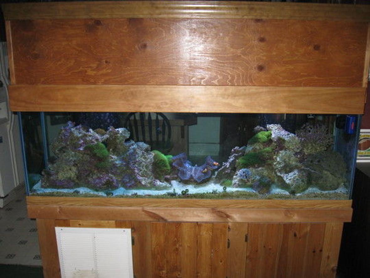 125 gallons reef tank (mostly live coral and fish) - this is my 125 gallon reef tank. hope you like it.