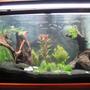 90 gallons planted tank (mostly live plants and fish) - 90 gal, native fish