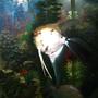 freshwater fish - pterophyllum scalare - veil angel stocking in 55 gallons tank - Veil with a beautiful tail