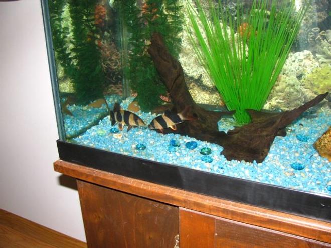 freshwater fish - botia macracantha - clown loach stocking in 55 gallons tank - clowns kissing