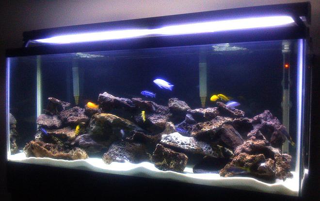 55 gallons freshwater fish tank (mostly fish and non-living decorations) - Malawi Lace Tank