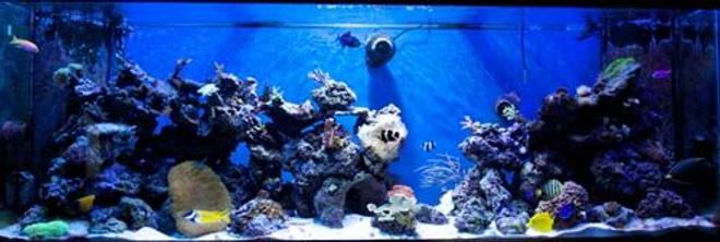265 gallons reef tank (mostly live coral and fish) - 265g mixed reef