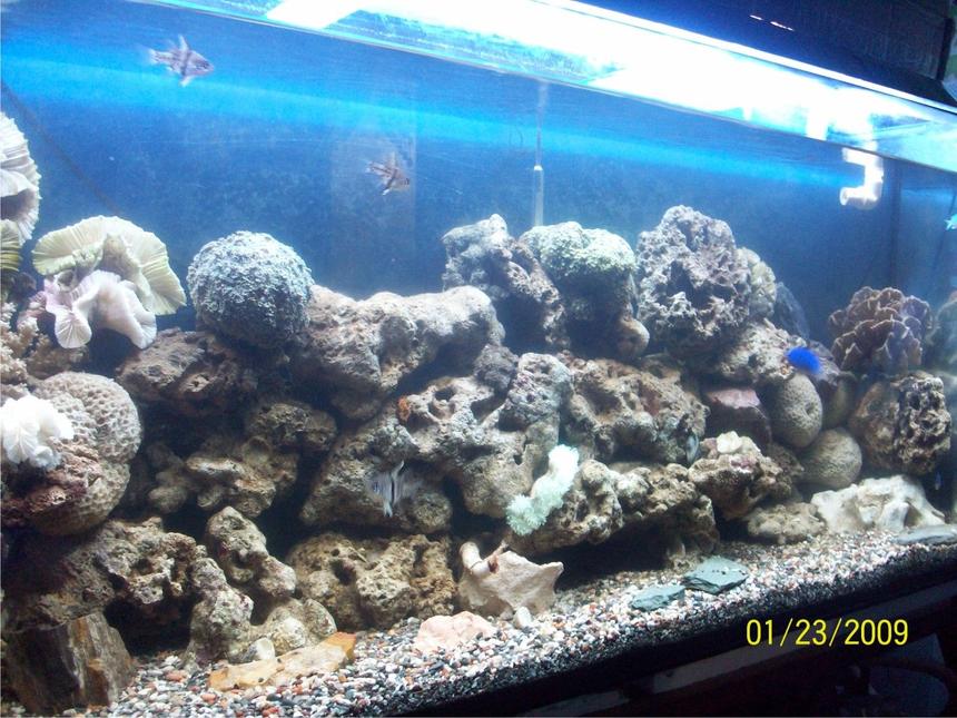 Rated #1857: 60 Gallons Freshwater Fish Tank - new set up tank