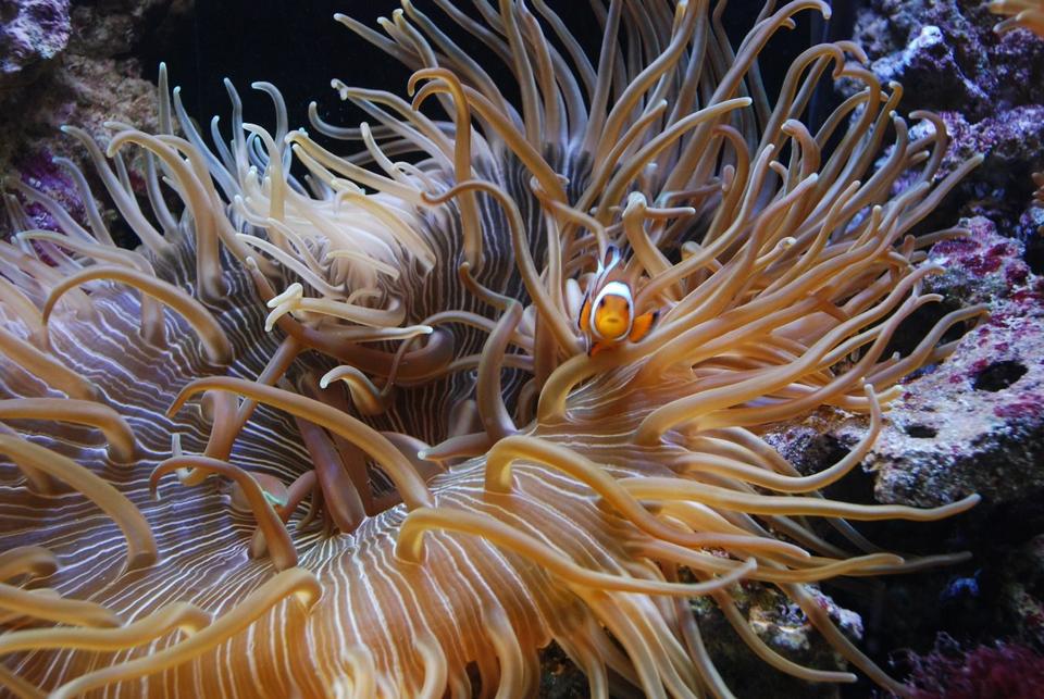 corals inverts - macrodactyla doreensis - long tentacle anemone stocking in 55 gallons tank - Long tentacle anemone