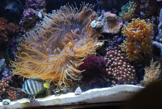 corals inverts - zoanthus sp. - colony polyp stocking in 55 gallons tank - Center