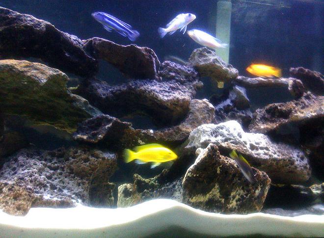 freshwater fish - labidochromis caeruleus - electric yellow cichlid stocking in 55 gallons tank - Malawi Lace Tank (close-up)