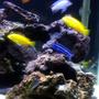 freshwater fish - pseudotropheus saulosi - saulos's mbuna stocking in 55 gallons tank - Malawi Lace Tank (the fish)