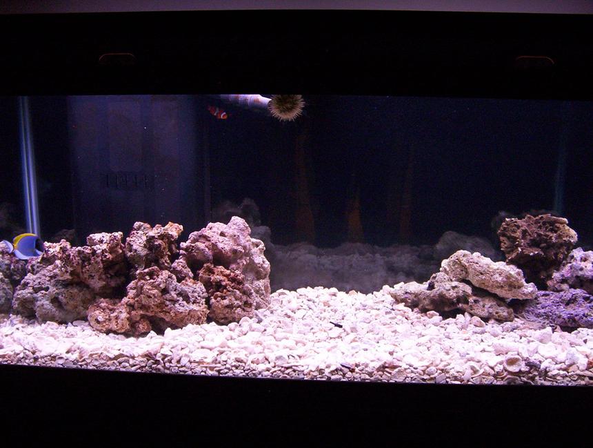 Rated #46: 75 Gallons Saltwater Fish Tank - Just 6 weeks old