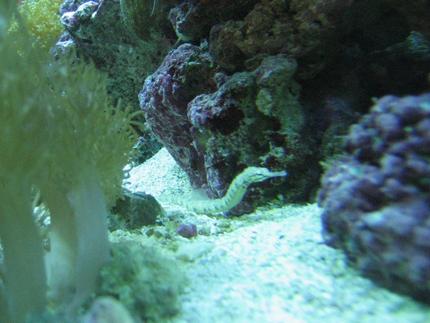 saltwater fish - corythoichthys sp. - dragonface pipefish stocking in 75 gallons tank - Pipe fish