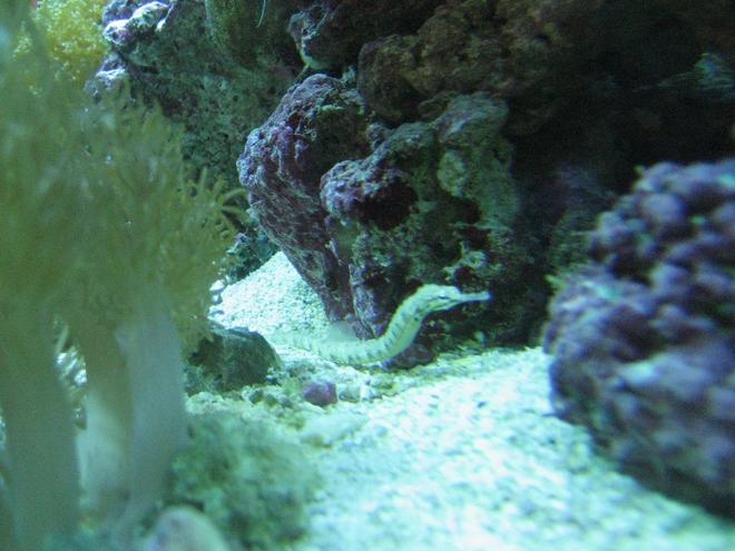 saltwater fish - corythoichthys sp. - dragonface pipefish stocking in 75 gallons tank - Pipe fish