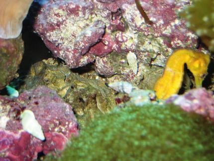 saltwater fish - hippocampus reidi - brazilian reidi seahorse stocking in 75 gallons tank - seahorse