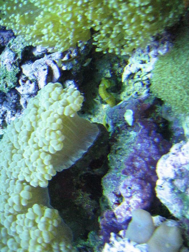 corals inverts - euphyllia glabrescens - torch coral stocking in 75 gallons tank - corals