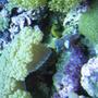 corals inverts - euphyllia glabrescens - torch coral stocking in 75 gallons tank - corals