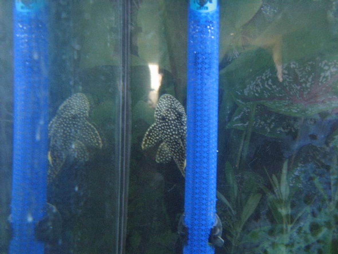 freshwater fish - baryancistrus sp. - gold nugget pleco (l-18) stocking in 40 gallons tank - gold nugget placo
