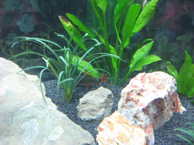 freshwater fish - epalzeorhynchos frenatus - rainbow shark stocking in 40 gallons tank - reno the rainbow shark